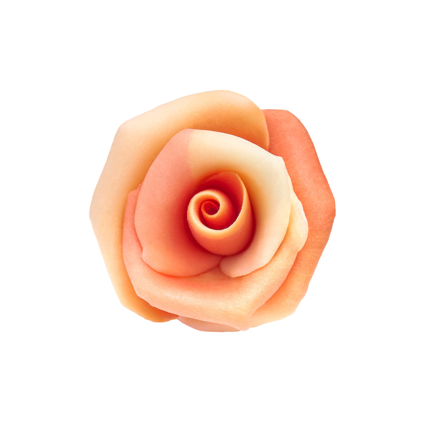 Róża Herbaciana